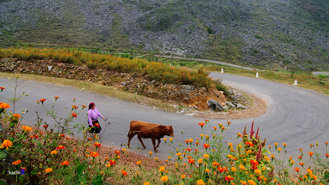 Brilliantly sparkling flowers on Ha Giang stone plateau